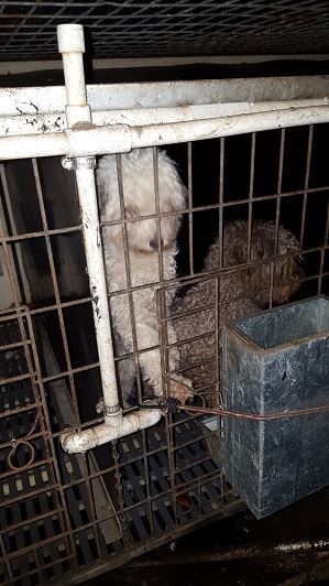 puppy_mill23.jpg